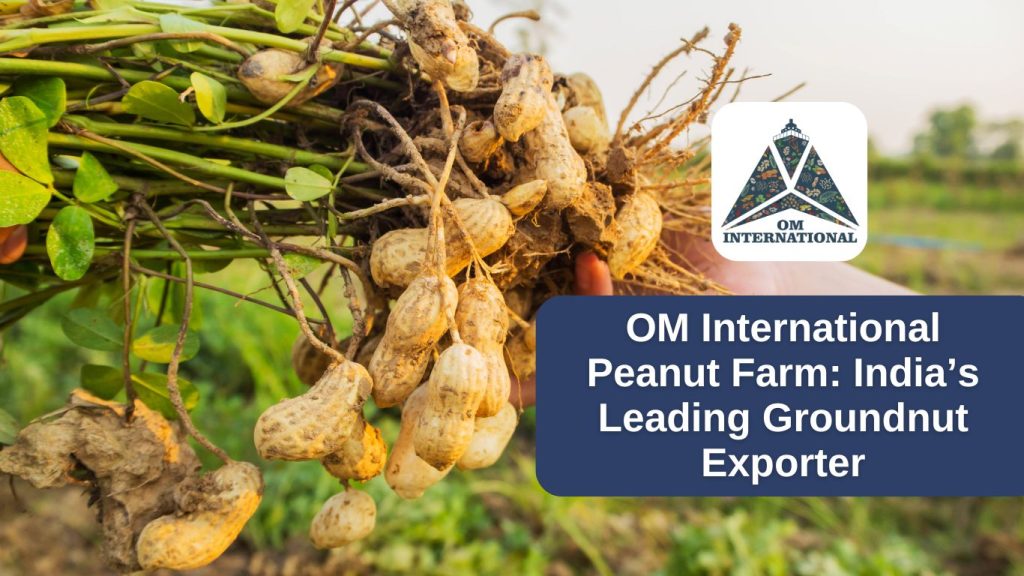 Best groundnut exporter from India - om international